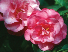 Camellia ShiShi Gashira.